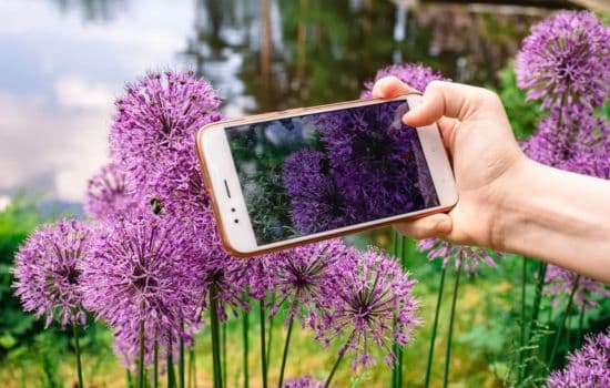 Apps que te enseñan a cuidar las plantas