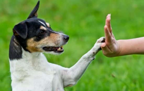 Aplicaciones para aprender a adiestrar animales