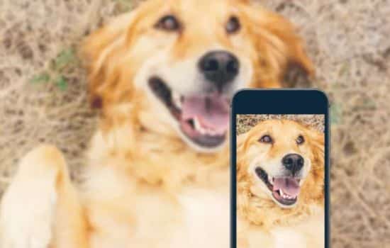 Descubre con Qué Animal Te Pareces