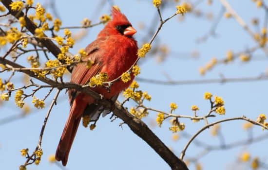 Explora Aves con Apps