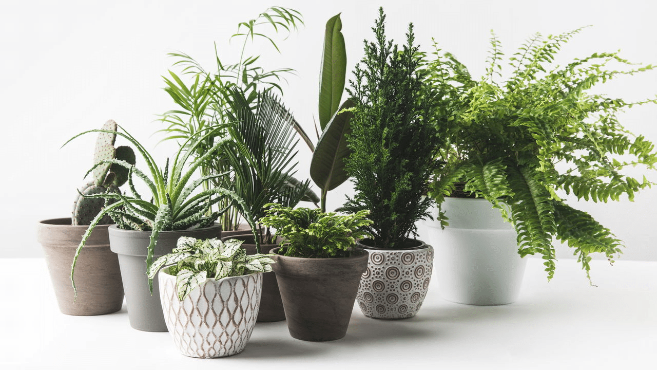 Tu Guía Natural Instantánea