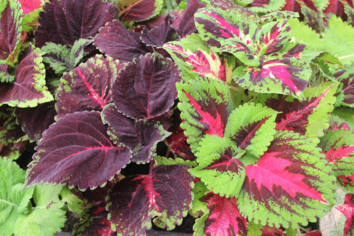 Descubre: Tu Guía Natural